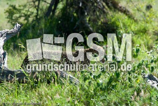 leopard (58 von 60).jpg